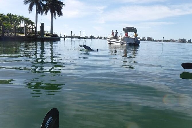 Guided Kayak Dolphin Eco Tour in Pelican Bay - Guides Who Add More Than Directions