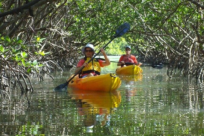 Guided Kayak Dolphin Eco Tour in Pelican Bay - Choosing Between Mangroves and Open Water