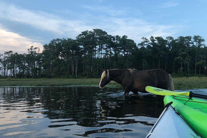 Guided Kayak Tour to see ponies, birds, dolphins and more - Key points to know before you paddle