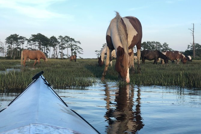Guided Kayak Tour to see ponies, birds, dolphins and more - Starting at 8:30 am on Chincoteague Island