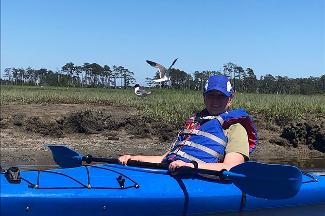 Guided Kayak Tour to see ponies, birds, dolphins and more - What you may see around the coves and channels