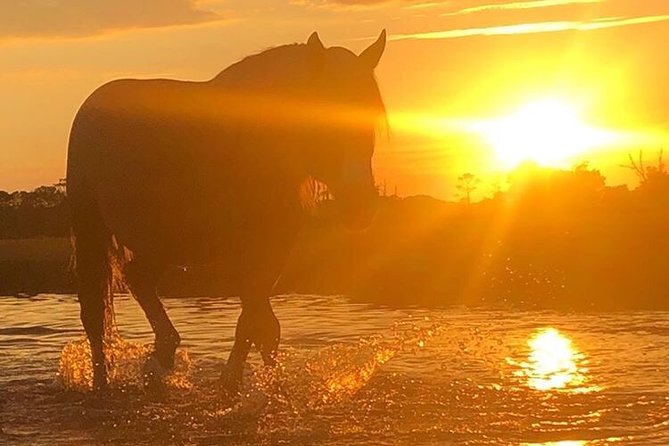 Guided Kayak Tour to see ponies, birds, dolphins and more - How strenuous is the paddling?