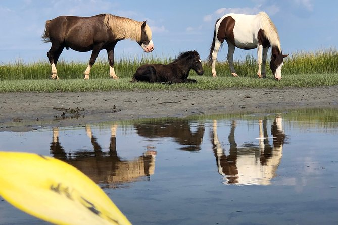 Guided Kayak Tour to see ponies, birds, dolphins and more - A small group changes the feel of the outing