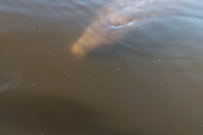 Guided Kayak Tour with Manatee & Dolphin Sightings - Who will enjoy this outing most?