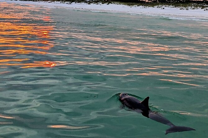 Guided Sunset and Eco Tour Non Private in Destin, FL - Key points to know before you book