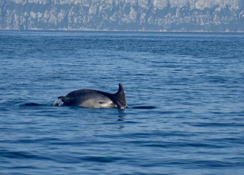 Gulf of Olbia: Dolphin watching by dinghy - Key points to know before booking