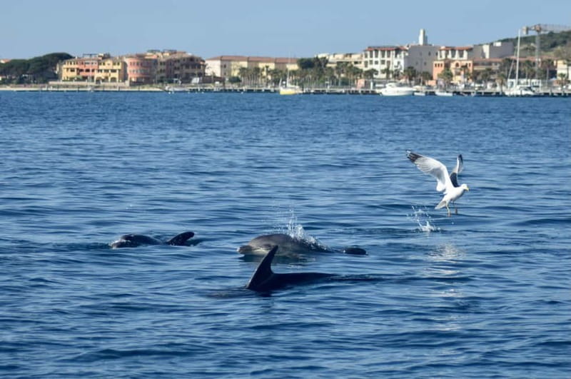 Gulf of Olbia: Dolphin watching by dinghy - A 15-minute swim at Cala Moresca