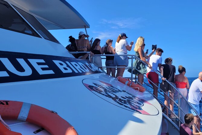 Half-Day Cruise Tour-Dolphin and Whale Watching - Searching for dolphins and whales in open water