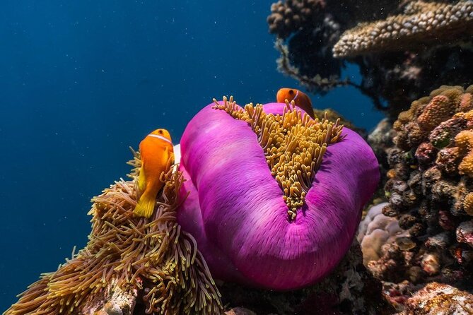 Half-Day Dolphin & Snorkeling Tour in Mnemba Island Zanzibar - Who Will Get the Most From This Tour?
