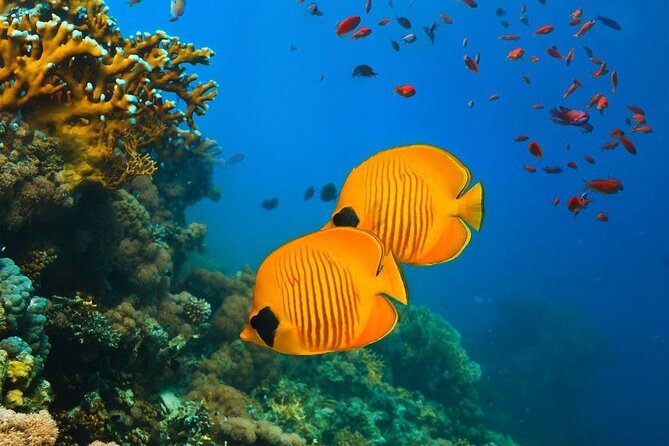 Half-Day Dolphin & Snorkeling Tour in Mnemba Island Zanzibar - Weather, Cancellations, and Practical Planning