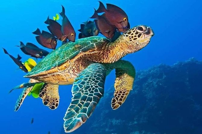 Half-Day Dolphin & Snorkeling Tour in Mnemba Island Zanzibar - Should You Book the Mnemba Morning?
