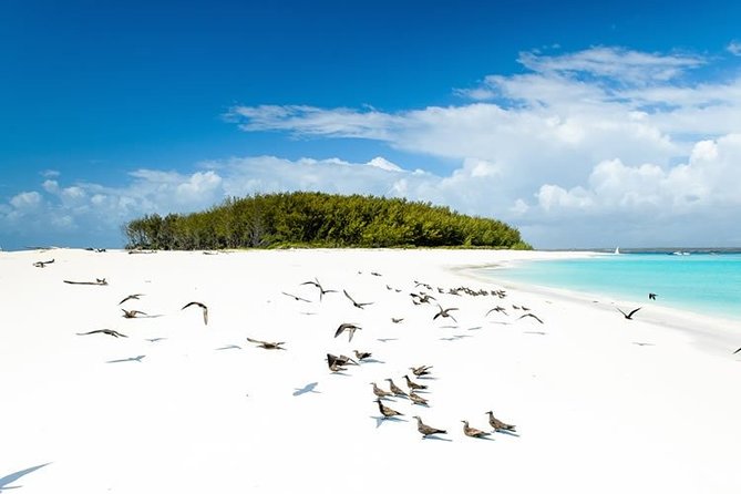 Half-Day Dolphin & Snorkeling Tour in Mnemba Island Zanzibar - A Private Boat Trip With Useful Comforts
