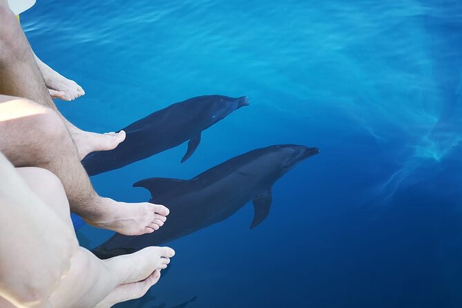 Half-Day Dolphin Watching and Snorkeling in Samara - Leaving Sámara at 8:00 a.m.