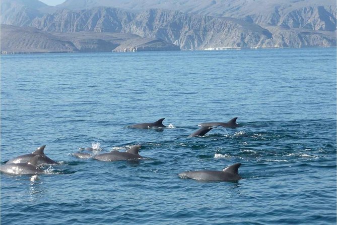 Half Day Dolphin Watching Musandam Dhow Cruise - What Is Included on the Dhow