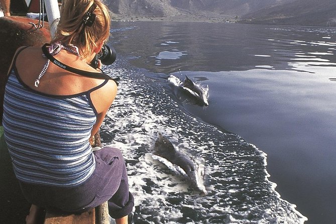 Half Day Dolphin Watching Musandam Dhow Cruise - Timing, Pickup, and the Four-Hour Question
