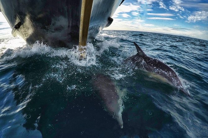 Half Day Dolphin & Wildlife Cruise - Tauranga - Boarding Bay Explorer at 9:00 am