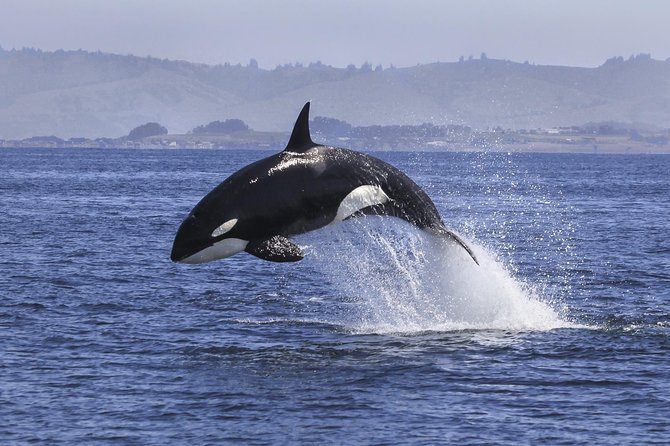 Half Day Dolphin & Wildlife Cruise - Tauranga - What a strong wildlife encounter looks like
