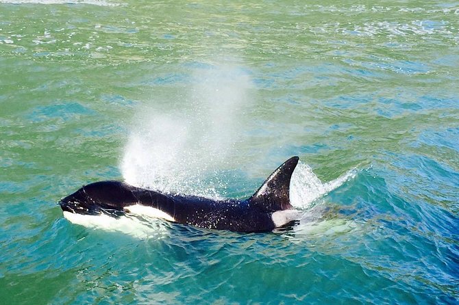 Half Day Dolphin & Wildlife Cruise - Tauranga - Is $108.60 a fair price?