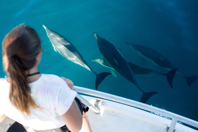 Half Day Dolphin & Wildlife Cruise - Tauranga - Two decks, two ways to watch