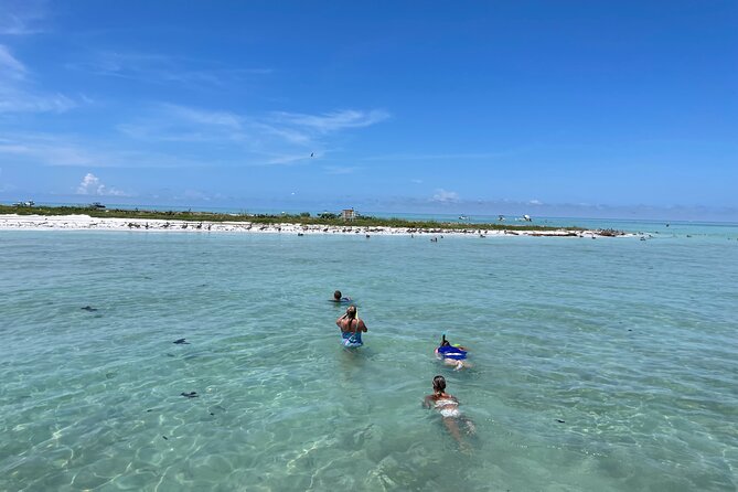Half Day Eco and Dolphin Boat Tour in Siesta Key - New Pass Sandbar near Longboat Key