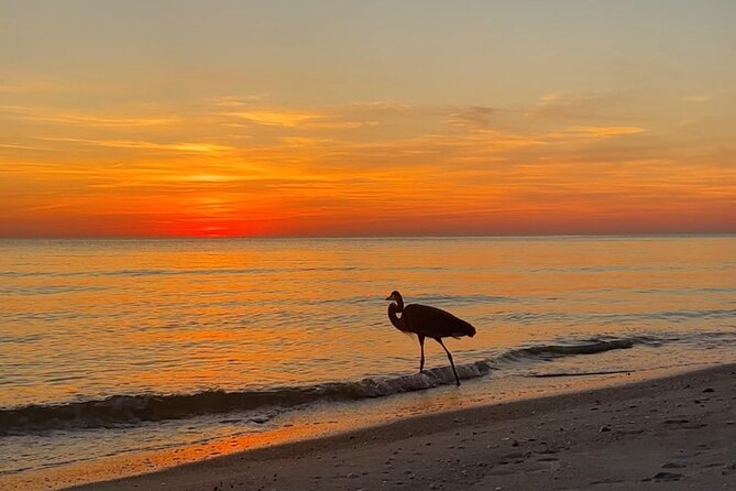 Half Day Eco and Dolphin Boat Tour in Siesta Key - Bird Island and Spanish Point