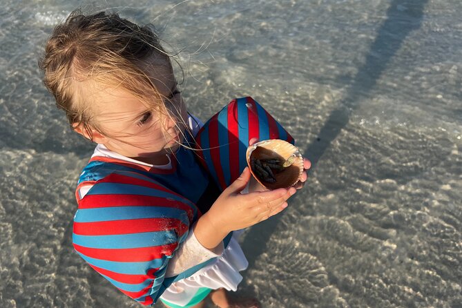 Half Day Eco and Dolphin Boat Tour in Siesta Key - Turtle Beach’s mangroves and shells