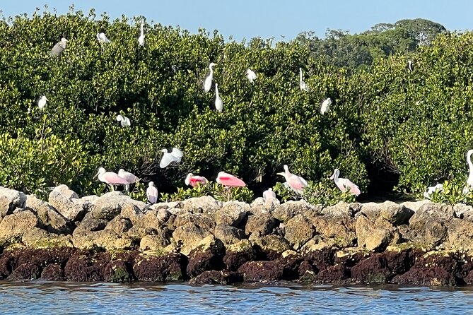 Half Day Eco and Dolphin Boat Tour in Siesta Key - Casey Key and the swing bridge