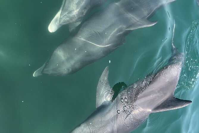 Half Day Eco and Dolphin Boat Tour in Siesta Key - The ride home past coastal homes