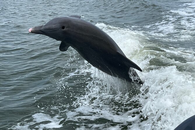 Half Day Private Shelling Dolphin EcoTour in 10 000 Island Marco - Reaching the Ten Thousand Islands from Goodland
