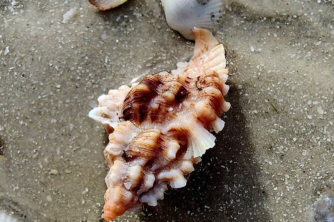 Half Day Private Shelling Dolphin EcoTour in 10 000 Island Marco - Mangroves, dolphins, and birds along the route