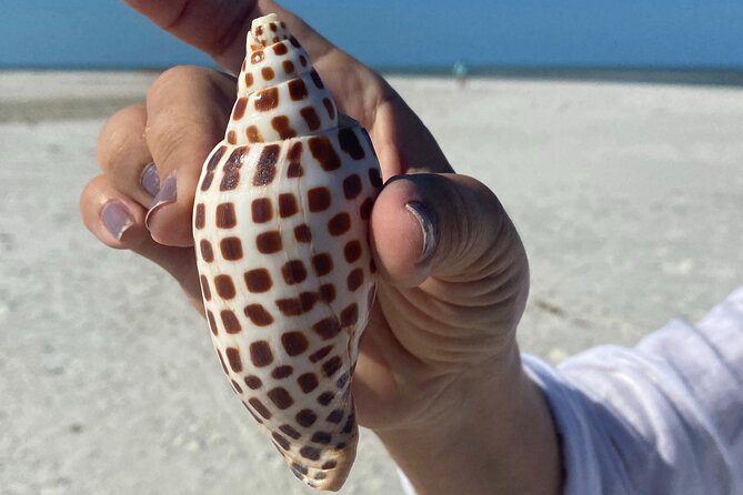 Half Day Shelling Dolphin Eco Tour in 10 000 Island and Marco - Key points to know before you book