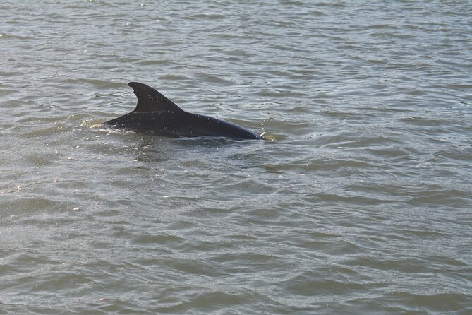 Half Day Shelling Dolphin Eco Tour in 10 000 Island and Marco - What the boat and seating are like