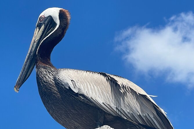 Half Day Shelling Dolphin Eco Tour in 10 000 Island and Marco - Why the guide matters so much