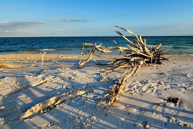 Half Day Shelling Dolphin Eco Tour in 10 000 Island and Marco - Dolphin watching in open water