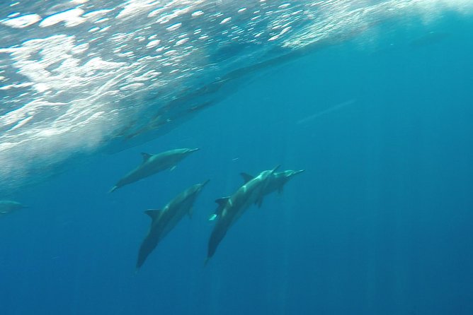 Half Day Snorkel to Lanai from Kaanapali Beach + Dolphin Search - Dolphin searching on the way out and back