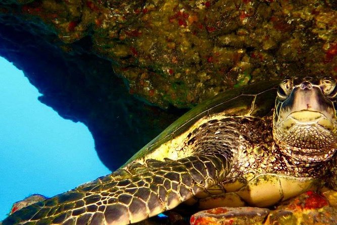 Half Day Snorkel to Lanai from Kaanapali Beach + Dolphin Search - What the $192.80 price really buys