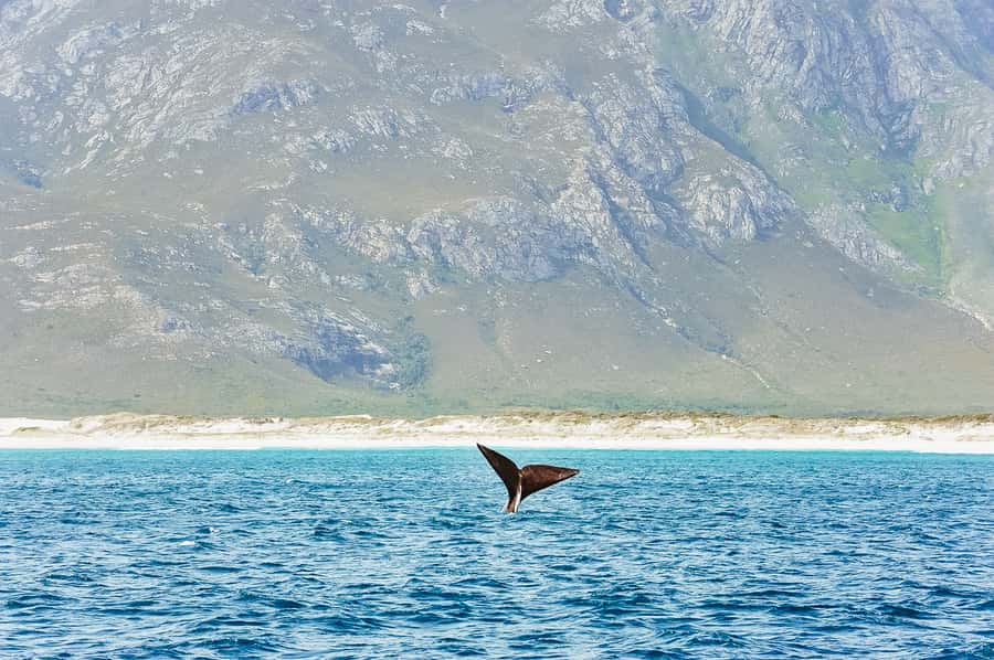 Hermanus: Whale and Dolphin Watching Boat Trip - Setting Out From Hermanus New Harbour