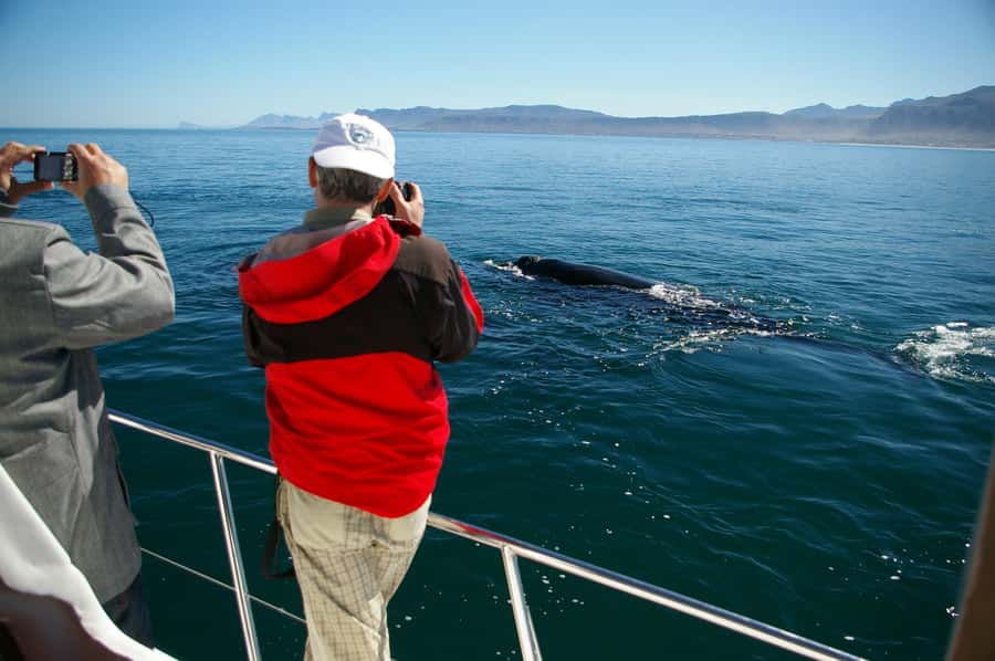 Hermanus: Whale and Dolphin Watching Boat Trip - Two Hours on a Purpose-Built Catamaran