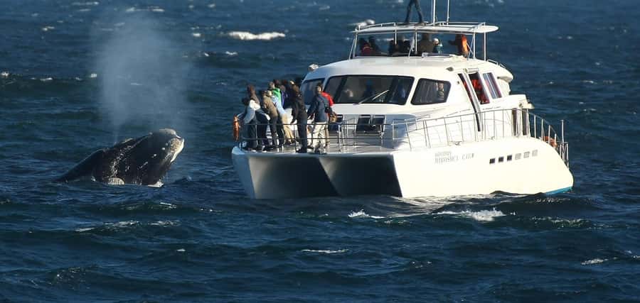 Hermanus: Whale and Dolphin Watching Boat Trip - What the Guide Adds to the Sightings
