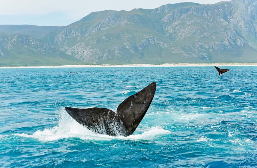 Hermanus: Whale and Dolphin Watching Boat Trip - Families, Mobility, and Who Should Think Twice