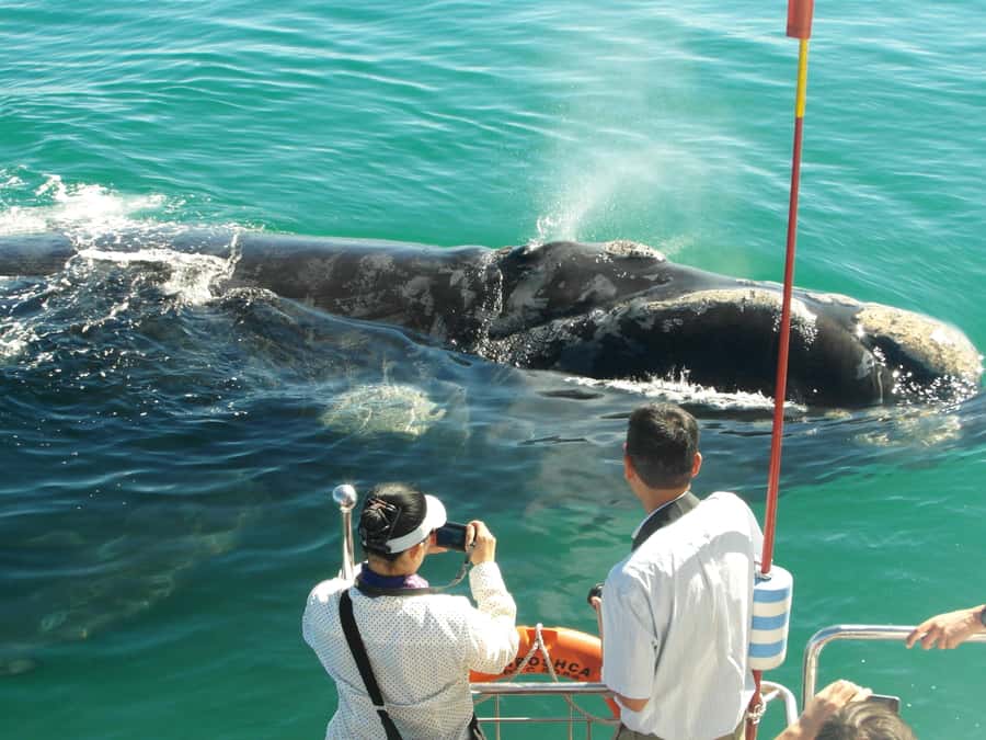 Hermanus: Whale and Dolphin Watching Boat Trip - The Whale Search in Walker Bay