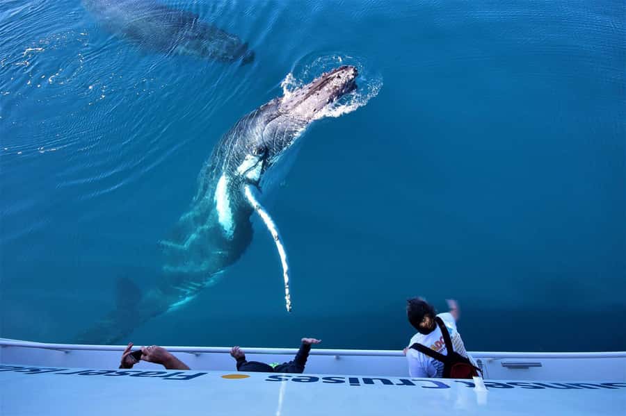 Hervey Bay: Pre-season Whale and Dolphin Watching Cruise - Why Hervey Bay is such a good whale-watching base