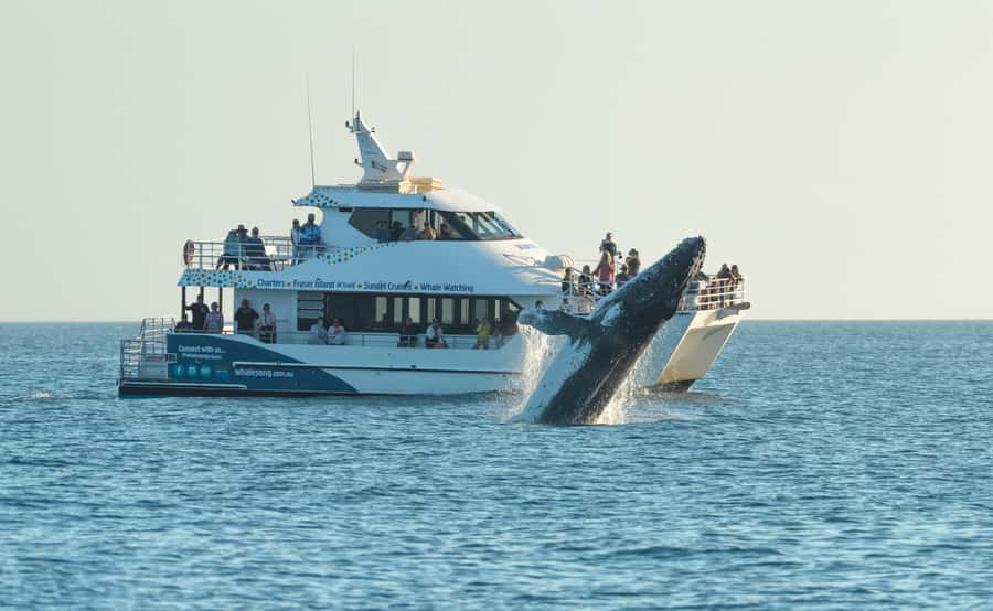 Hervey Bay: Pre-season Whale and Dolphin Watching Cruise - Searching for humpbacks, dolphins, and smaller signs of life