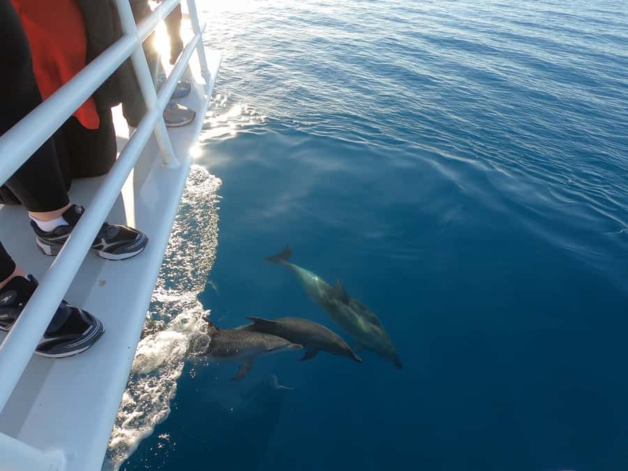 Hervey Bay: Pre-season Whale and Dolphin Watching Cruise - What the catamaran is like for families and different mobility needs