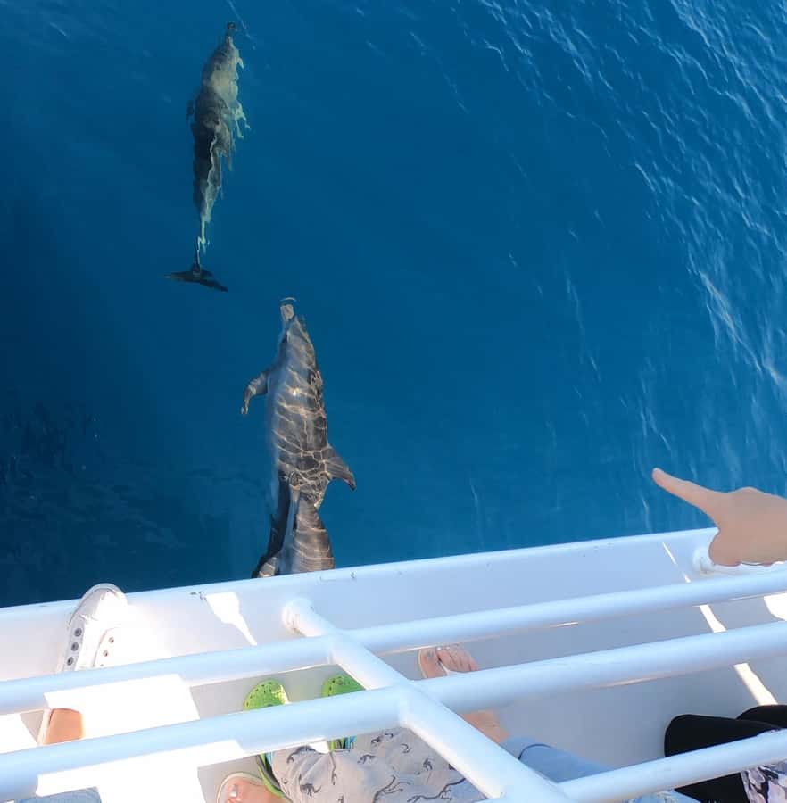 Hervey Bay: Pre-season Whale and Dolphin Watching Cruise - Who should book the Whalesong cruise?