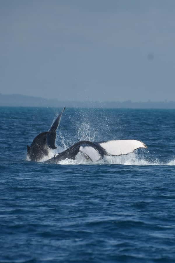Hervey Bay: Pre-season Whale and Dolphin Watching Cruise - Should you book this pre-season whale cruise?