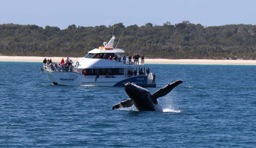 Hervey Bay: Pre-season Whale and Dolphin Watching Cruise - A morning on the water, with food already covered