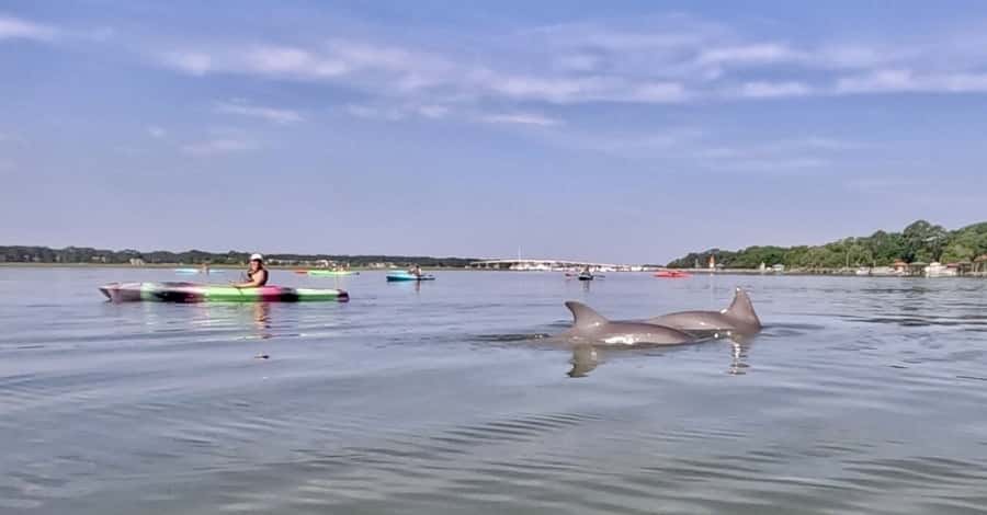 Hilton Head: 2-Hour Kayak Dolphin Nature Tour - Moving through Hilton Head’s marshes and creeks