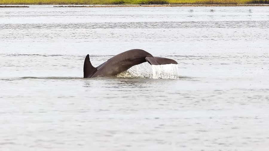 Hilton Head: 2 Hour Private Dolphin Tour - Who should book this Hilton Head dolphin tour?