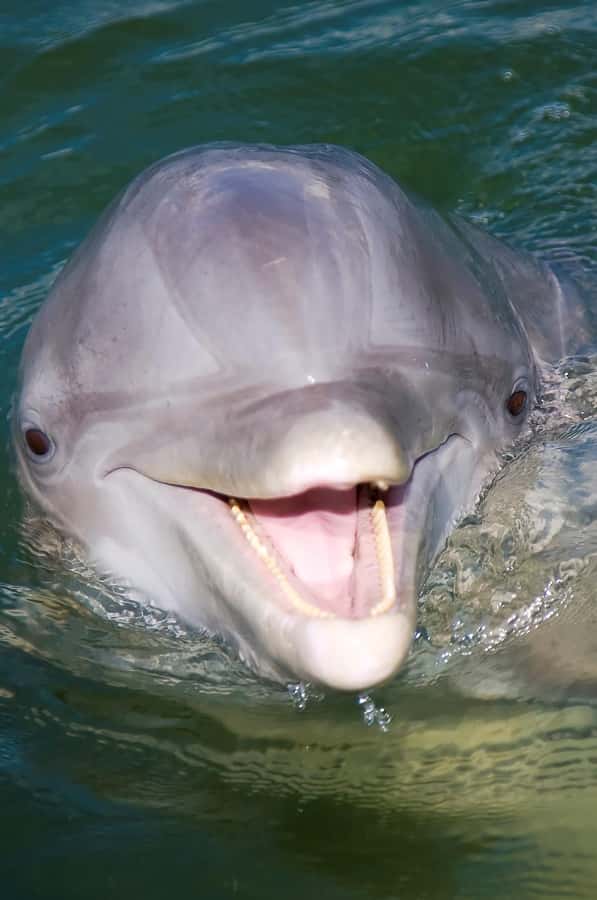 Hilton Head: 2 Hour Private Dolphin Tour - Why this private Hilton Head cruise works so well